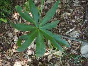 Green hellebore(Helleborus viridis)