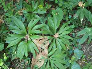 Green hellebore(Helleborus viridis)