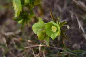 Green hellebore(Helleborus viridis)