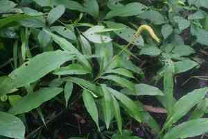 Indian flowering fern(Helminthostachys zeylanica)