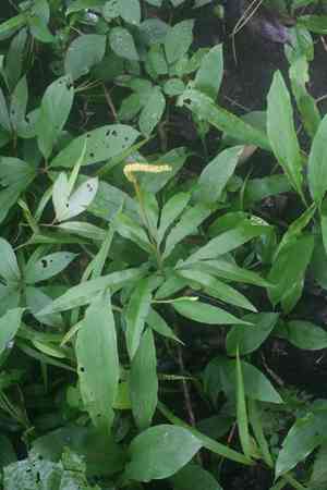 Indian flowering fern(Helminthostachys zeylanica)