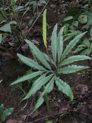 Indian flowering fern(Helminthostachys zeylanica)
