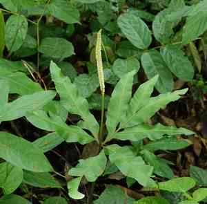 Indian flowering fern(Helminthostachys zeylanica)