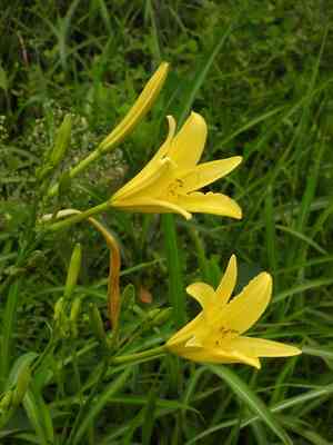 Citron day-lily(Hemerocallis citrina)
