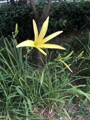 Citron day-lily(Hemerocallis citrina)