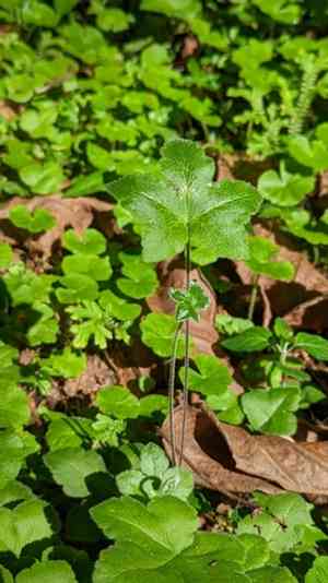 Star fern(Hemionitis palmata)
