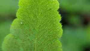 Star fern(Hemionitis palmata)