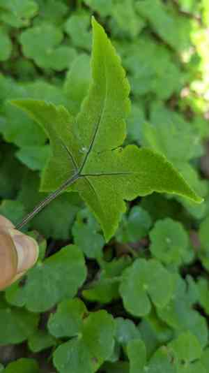 Star fern(Hemionitis palmata)