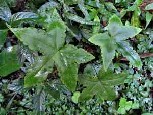 Star fern(Hemionitis palmata)