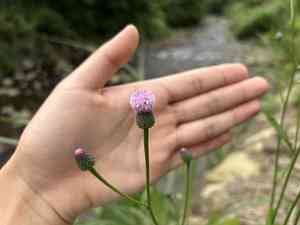 Hemisteptia lyrata(Hemisteptia lyrata)