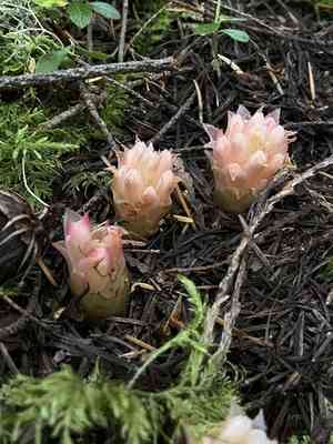 Gnome plant(Hemitomes congestum)