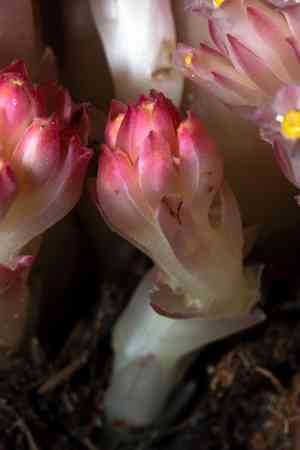 Gnome plant(Hemitomes congestum)