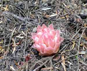Gnome plant(Hemitomes congestum)