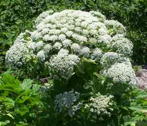 Giant hogweed(Heracleum mantegazzianum)