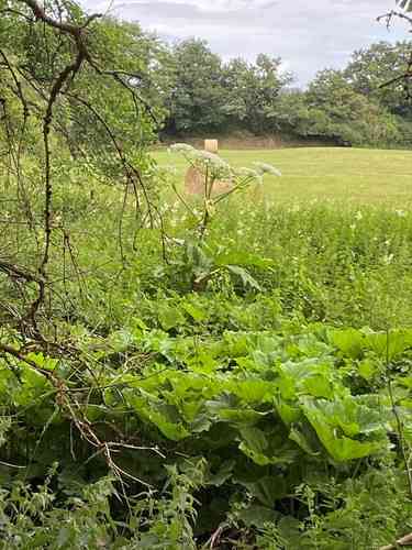 Giant hogweed(Heracleum mantegazzianum)