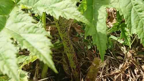 Giant hogweed(Heracleum mantegazzianum)