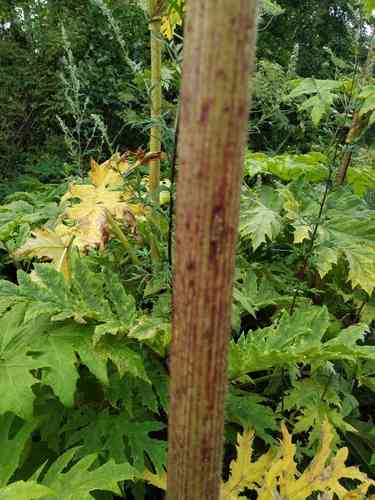 Giant hogweed(Heracleum mantegazzianum)