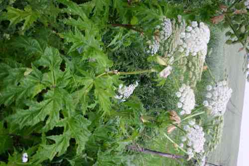 Giant hogweed(Heracleum mantegazzianum)