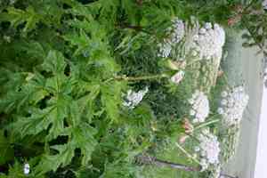 Giant hogweed(Heracleum mantegazzianum)