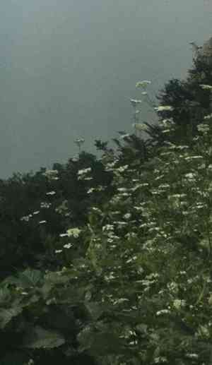Cow parsnip (Heracleum)(Heracleum)
