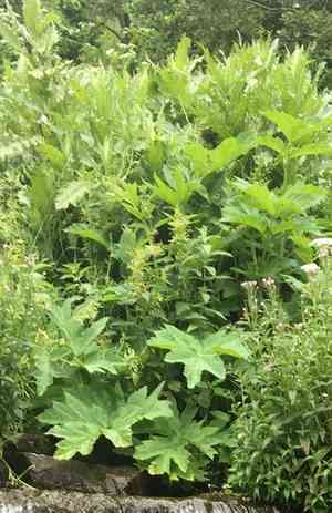 Cow parsnip (Heracleum)(Heracleum)