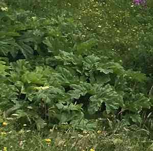 Cow parsnip (Heracleum)(Heracleum)