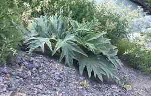 Cow parsnip (Heracleum)(Heracleum)