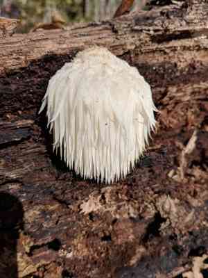 Lion's Mane Mushroom(Hericium erinaceus)