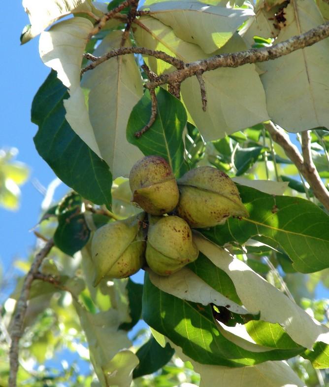 Looking-glass mangrove (Heritiera littoralis) Care Guide: Pests ...
