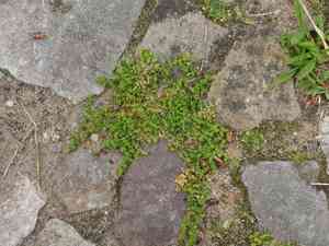Smooth rupturewort(Herniaria glabra)