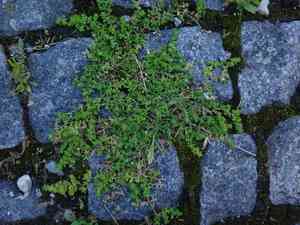 Smooth rupturewort(Herniaria glabra)