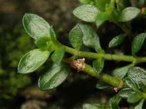 Smooth rupturewort(Herniaria glabra)