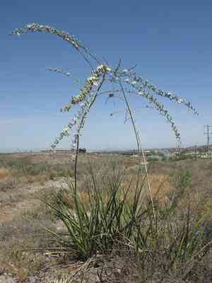 New mexico false yucca(Hesperaloe funifera)