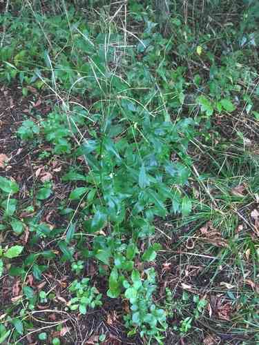 Dame's rocket(Hesperis matronalis)