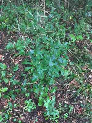 Dame's rocket(Hesperis matronalis)