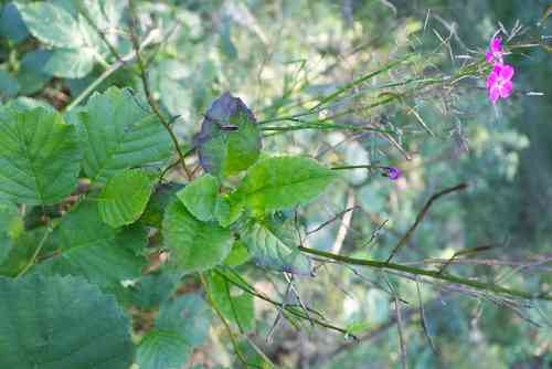 Dame's rocket(Hesperis matronalis)