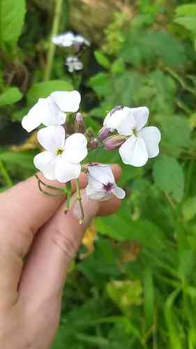 Dame's rocket(Hesperis matronalis)