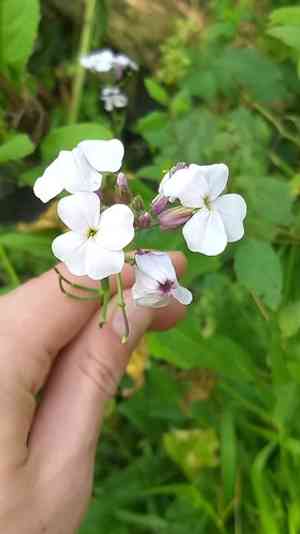 Dame's rocket(Hesperis matronalis)