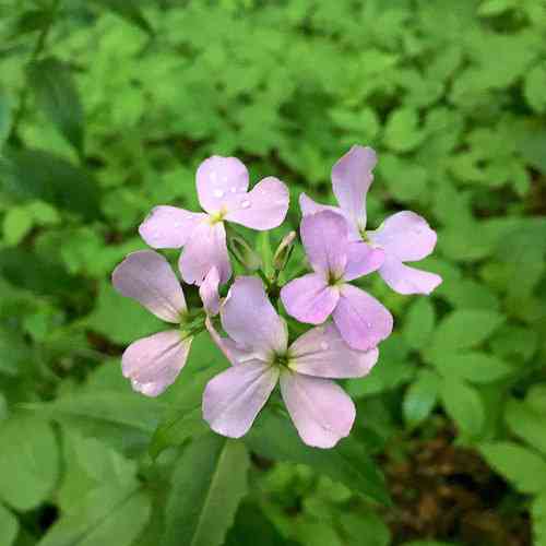 Dame's rocket(Hesperis matronalis)