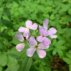 Dame's rocket(Hesperis matronalis)