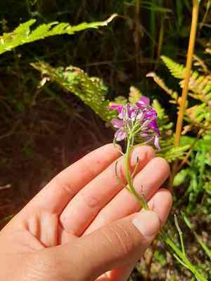 Hesperis sibirica(Hesperis sibirica)