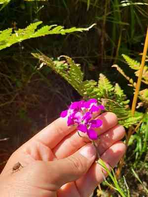 Hesperis sibirica(Hesperis sibirica)