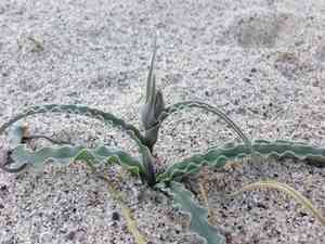Desert ajo lily(Hesperocallis undulata)