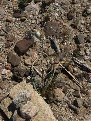 Desert ajo lily(Hesperocallis undulata)