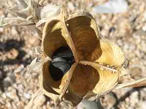 Desert ajo lily(Hesperocallis undulata)