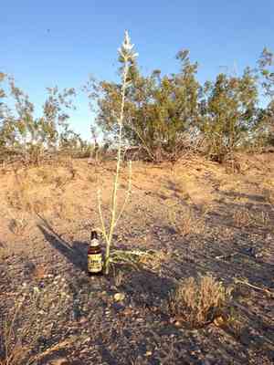 Desert ajo lily(Hesperocallis undulata)