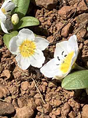 Dwarf hesperochiron(Hesperochiron pumilus)