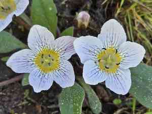 Dwarf hesperochiron(Hesperochiron pumilus)