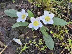 Dwarf hesperochiron(Hesperochiron pumilus)