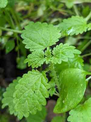 Western nettle(Hesperocnide tenella)